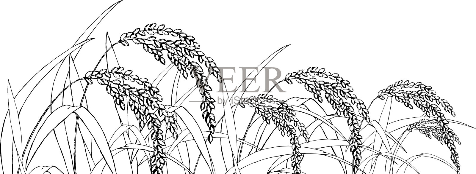 用笔绘制的稻田插图插画图片素材