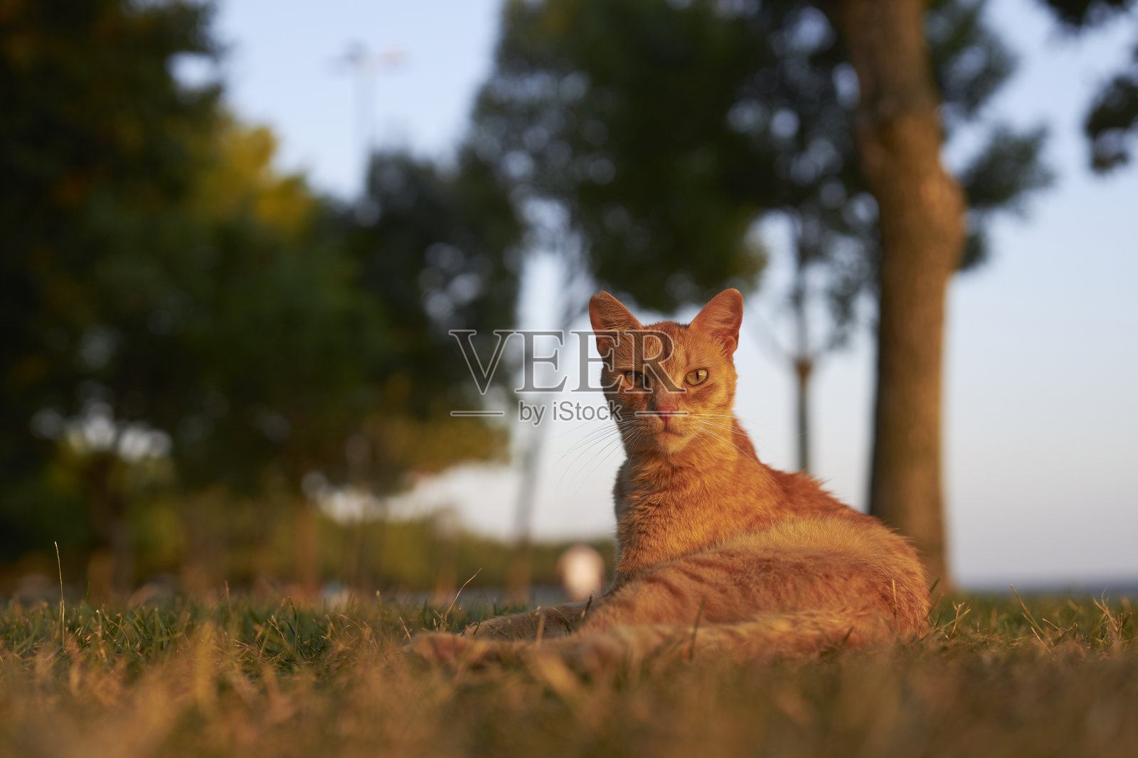 懒惰的橙色流浪虎斑猫照片摄影图片