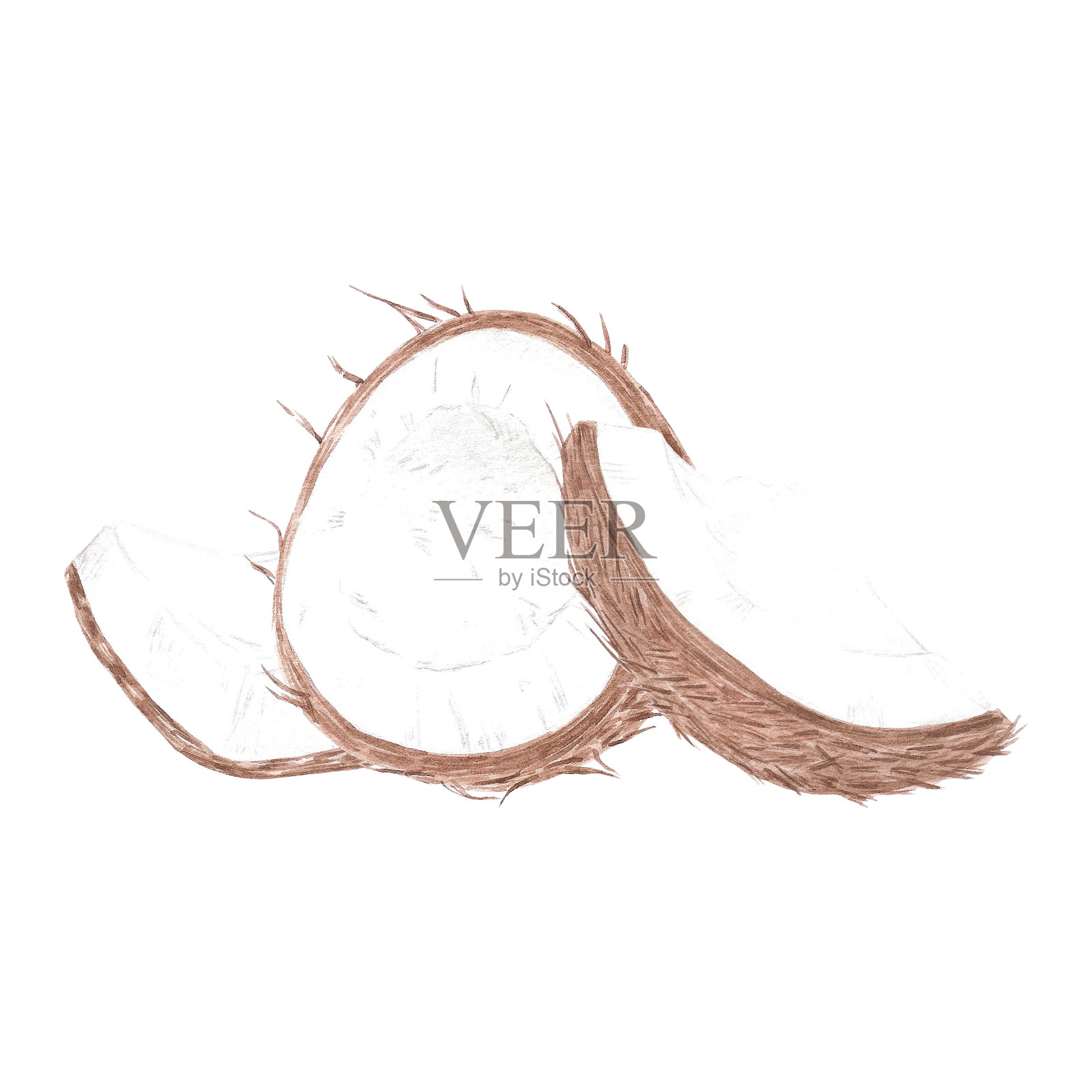 手绘水彩热带棕色椰子组成孤立的白色背景。可用于明信片、标签、剪贴簿等印刷品。插画图片素材