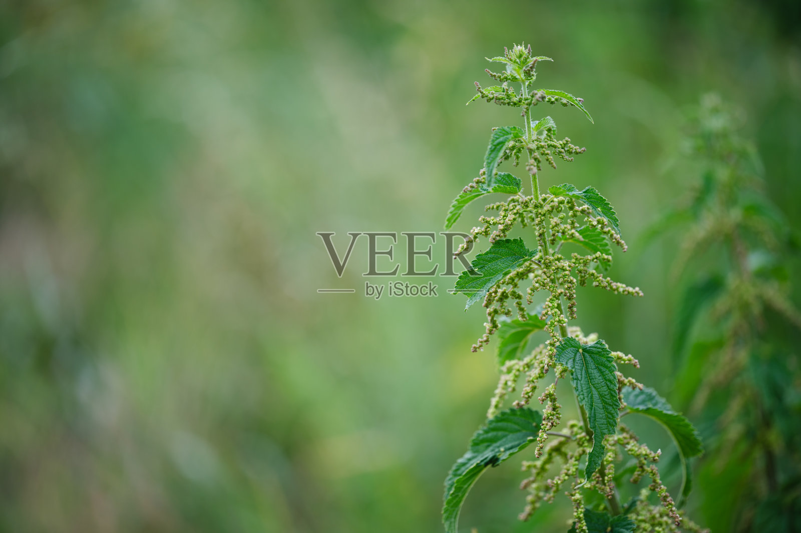 有花的绿色荨麻照片摄影图片