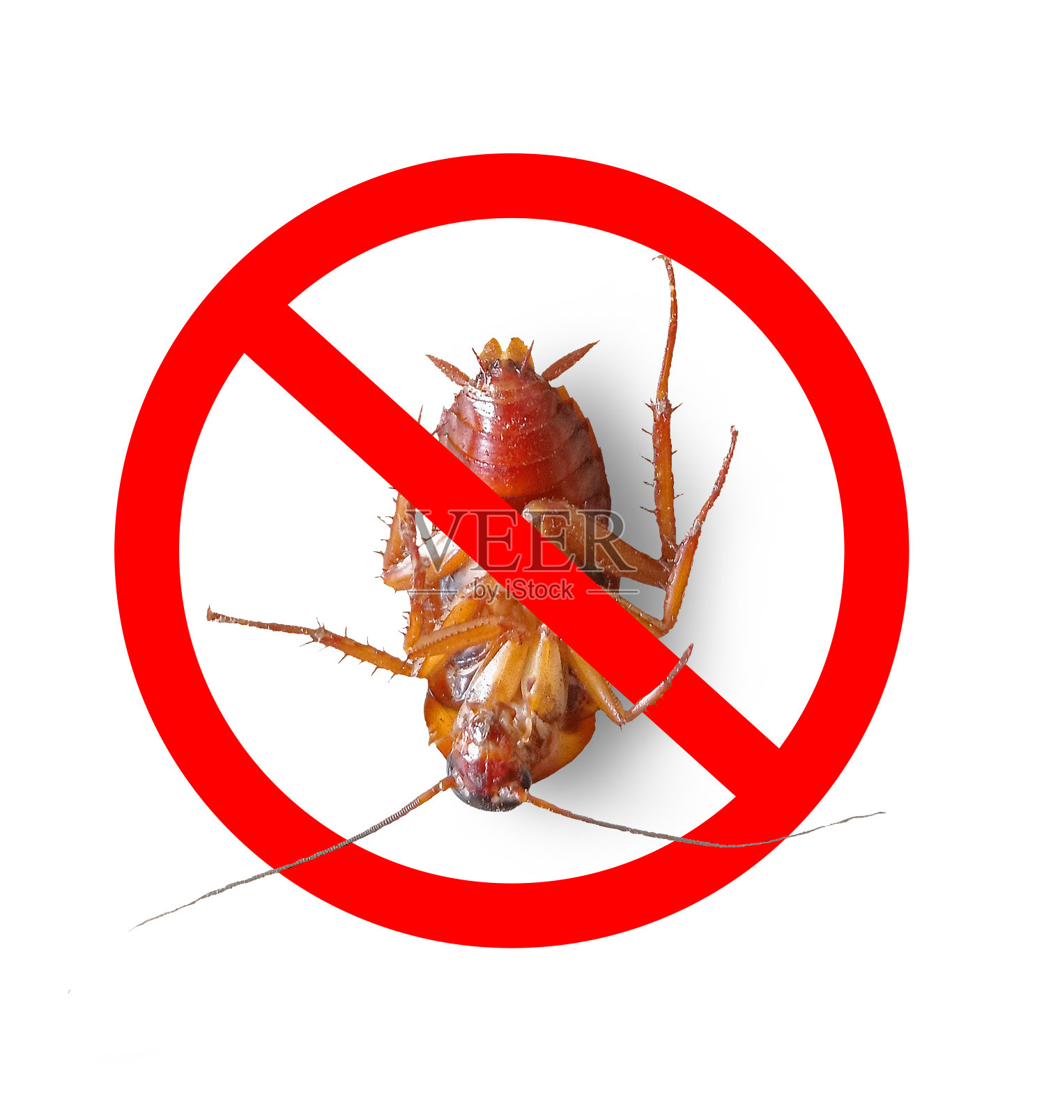 没有标志的蟑螂照片摄影图片