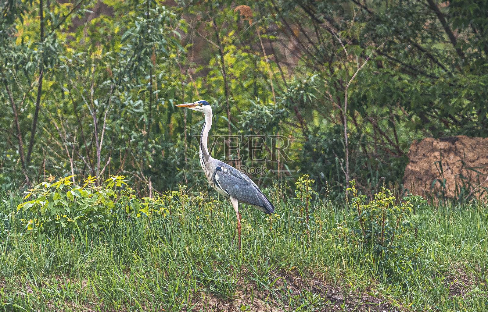 鹭照片摄影图片
