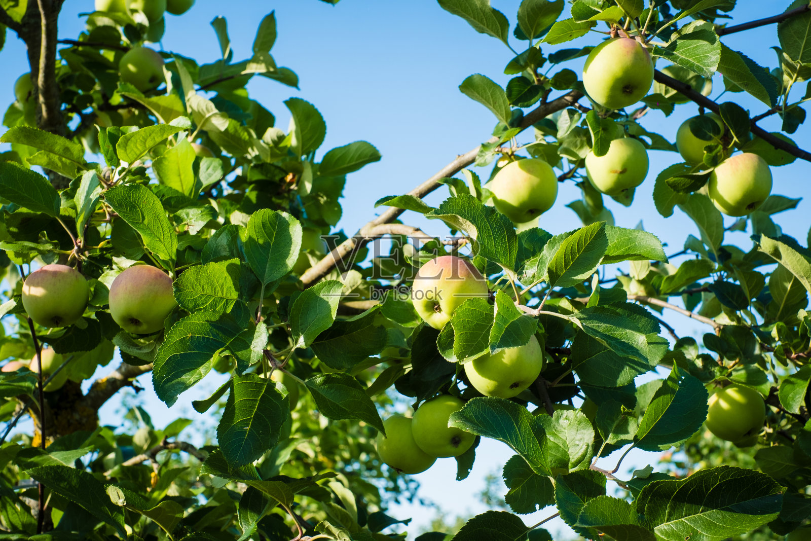 欧洲的有机苹果种植园。照片摄影图片