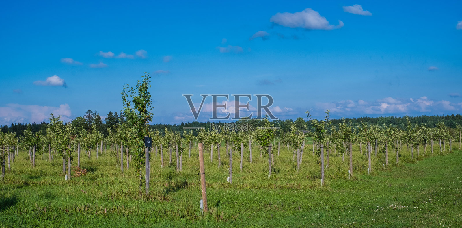 欧洲的有机苹果种植园。照片摄影图片