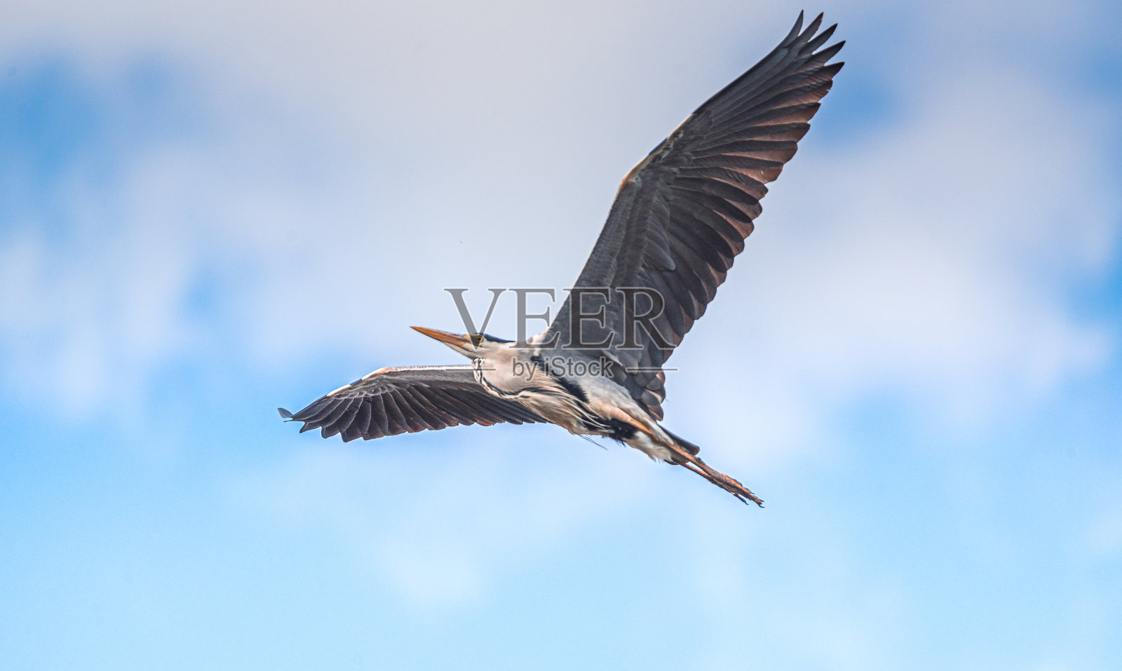 鹭照片摄影图片