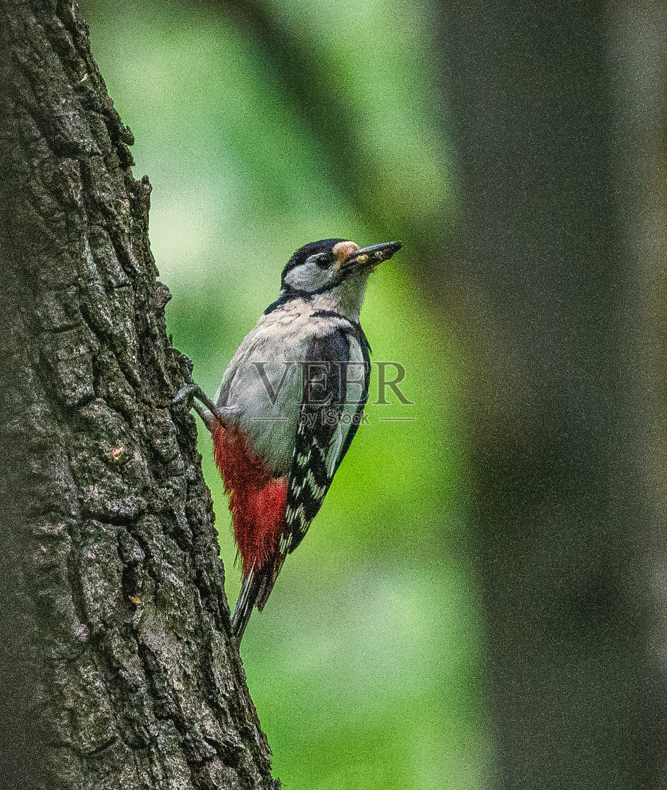 啄木鸟照片摄影图片