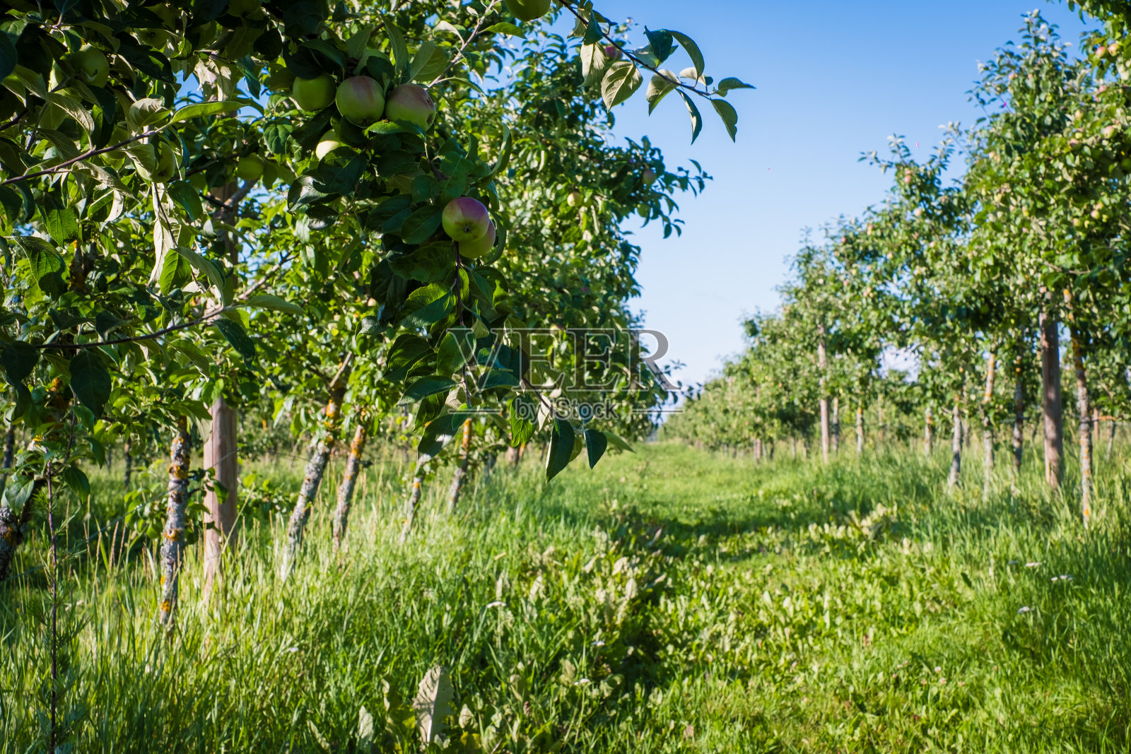 欧洲的有机苹果种植园。照片摄影图片