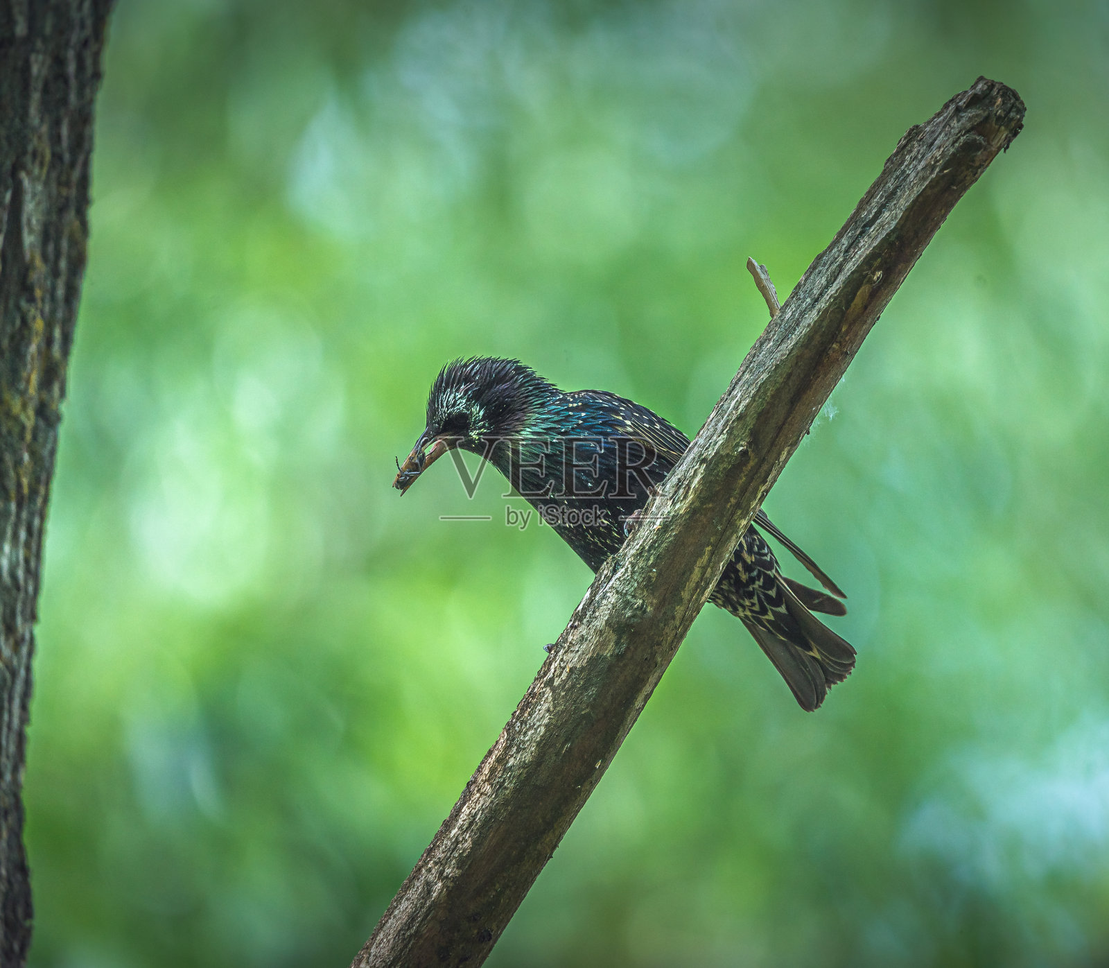 椋鸟寻常的照片摄影图片