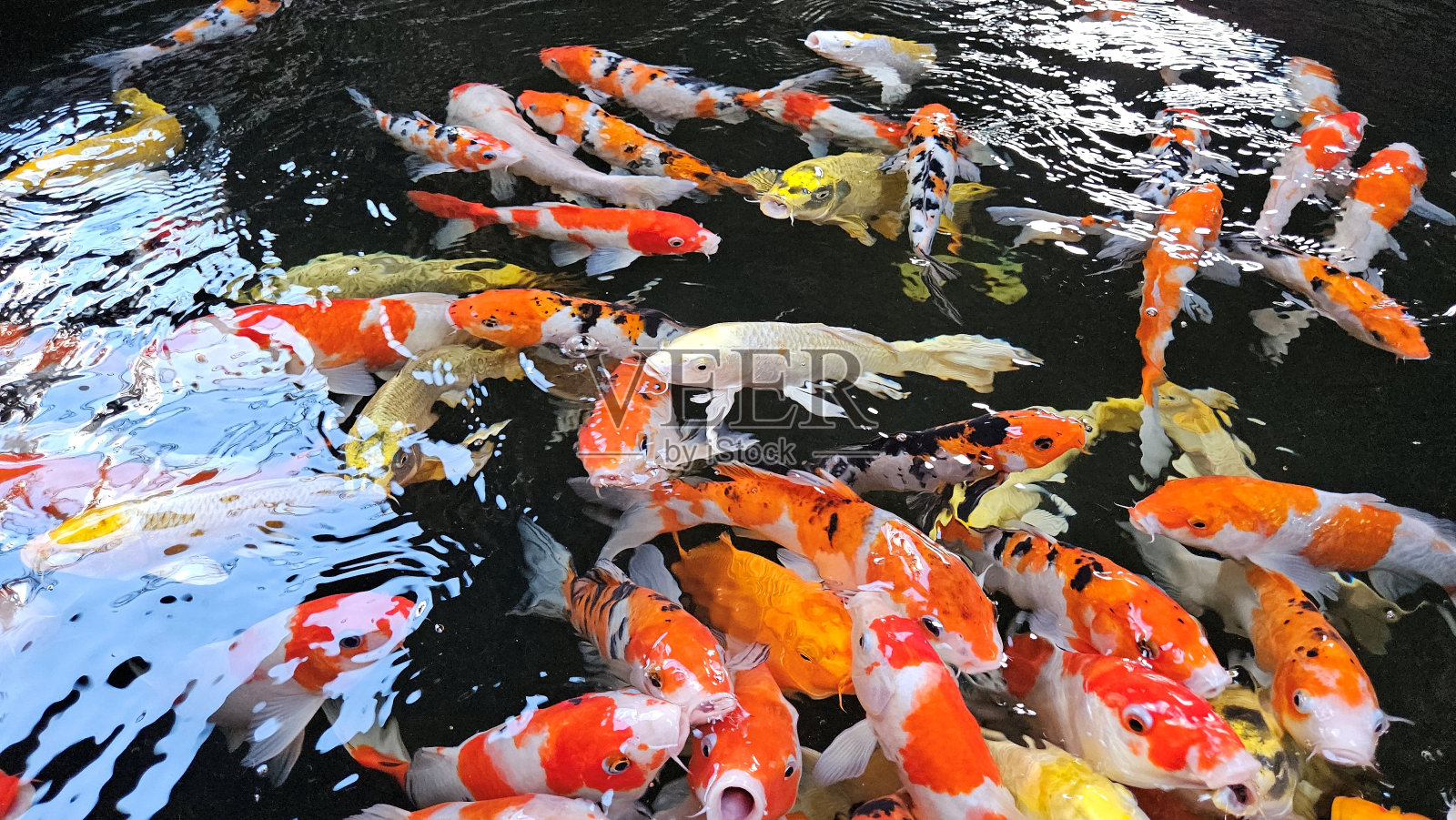 许多锦鲤鱼或五颜六色的鲤鱼在池塘里游泳，寻找食物。一个熙熙攘攘的日本锦鲤，他们一起在池塘里游泳。照片摄影图片