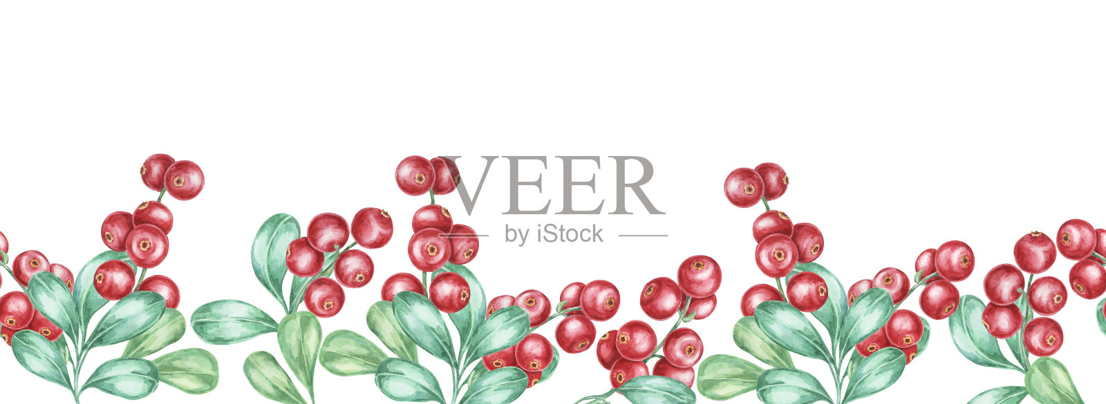 蔓越莓，越橘无缝边界水彩剪贴画展示红色浆果搭配详细的绿叶。插画图片素材