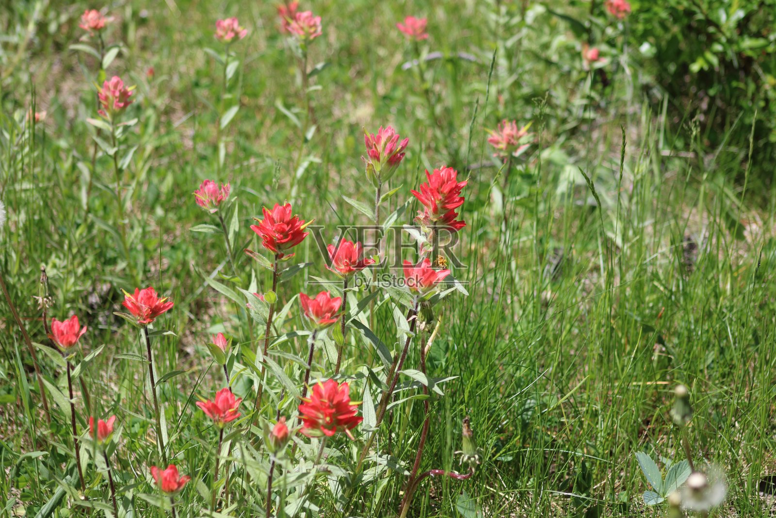 草原上的花照片摄影图片