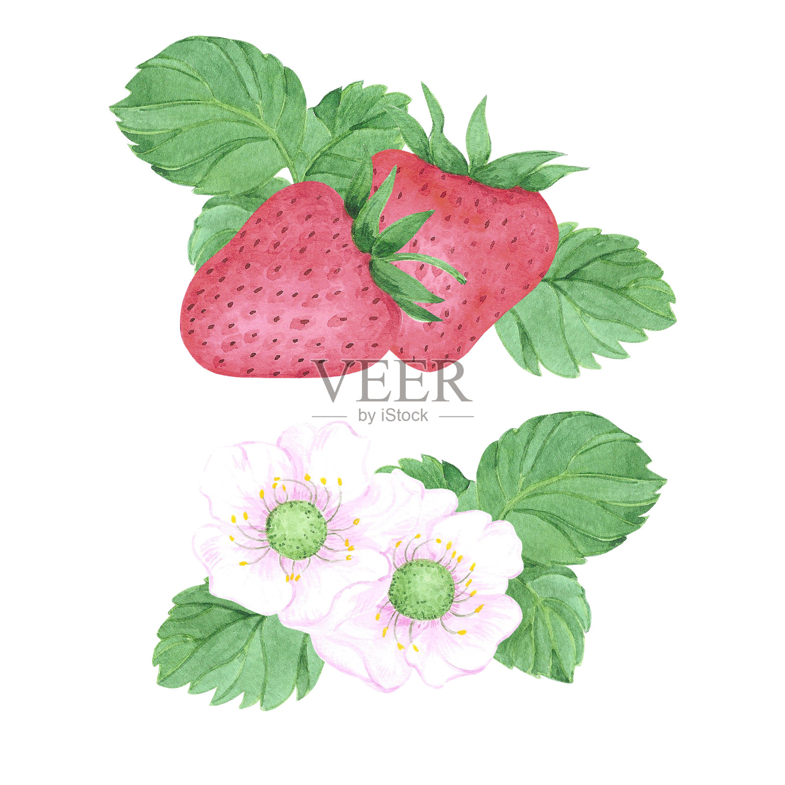 手绘水彩草莓与树叶和草莓花组成集隔离在白色背景。可用于标签、卡片等印刷品。插画图片素材
