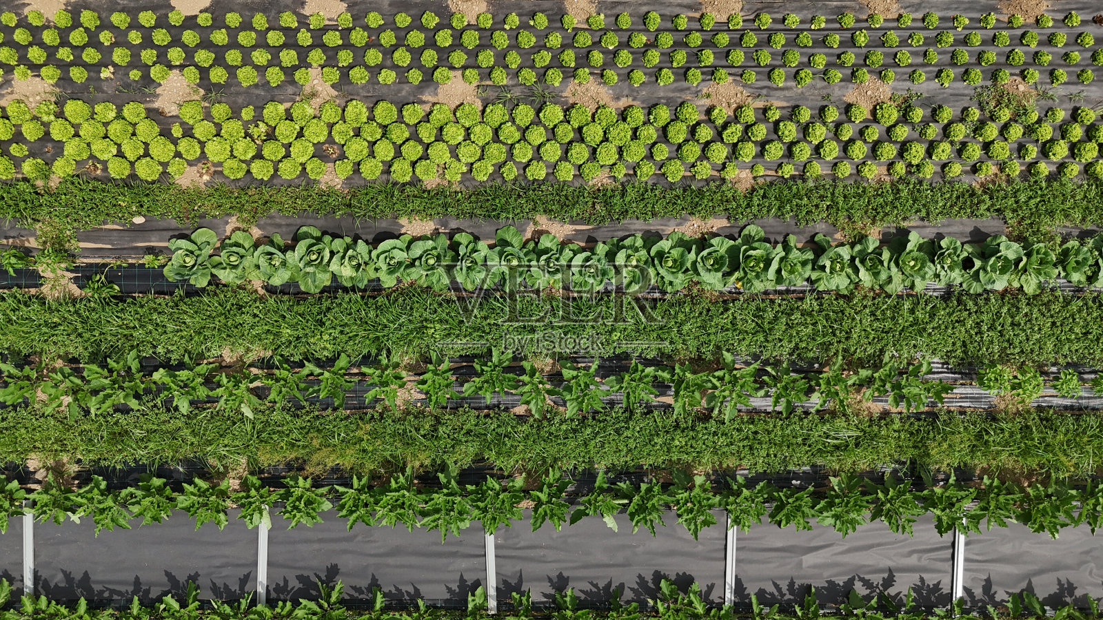 种植场照片摄影图片