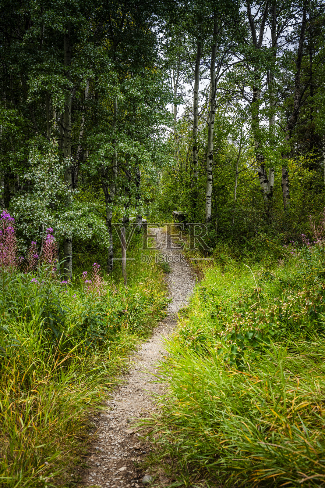 加拿大不列颠哥伦比亚省森林中的小路照片摄影图片