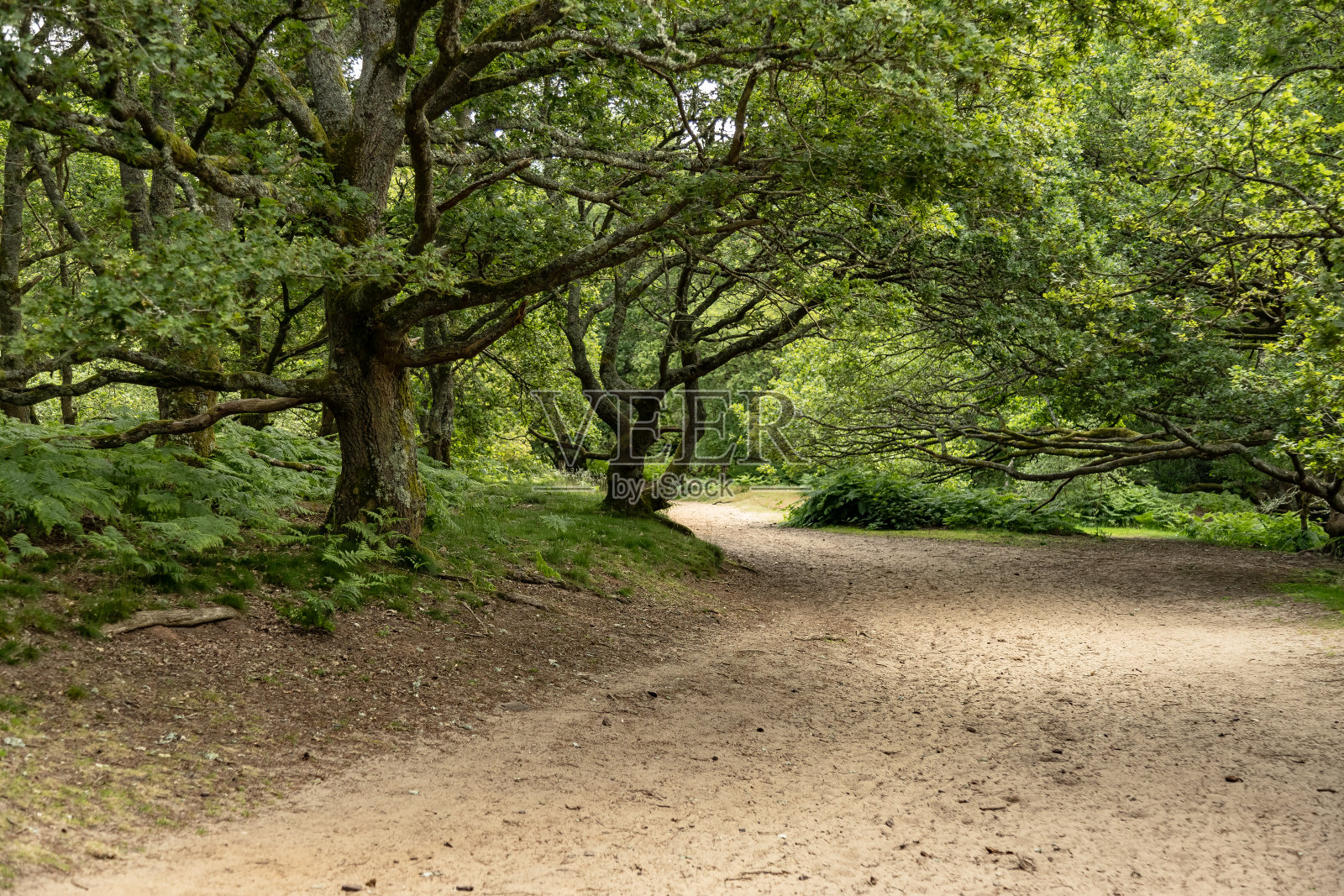 英国乡村小径照片摄影图片