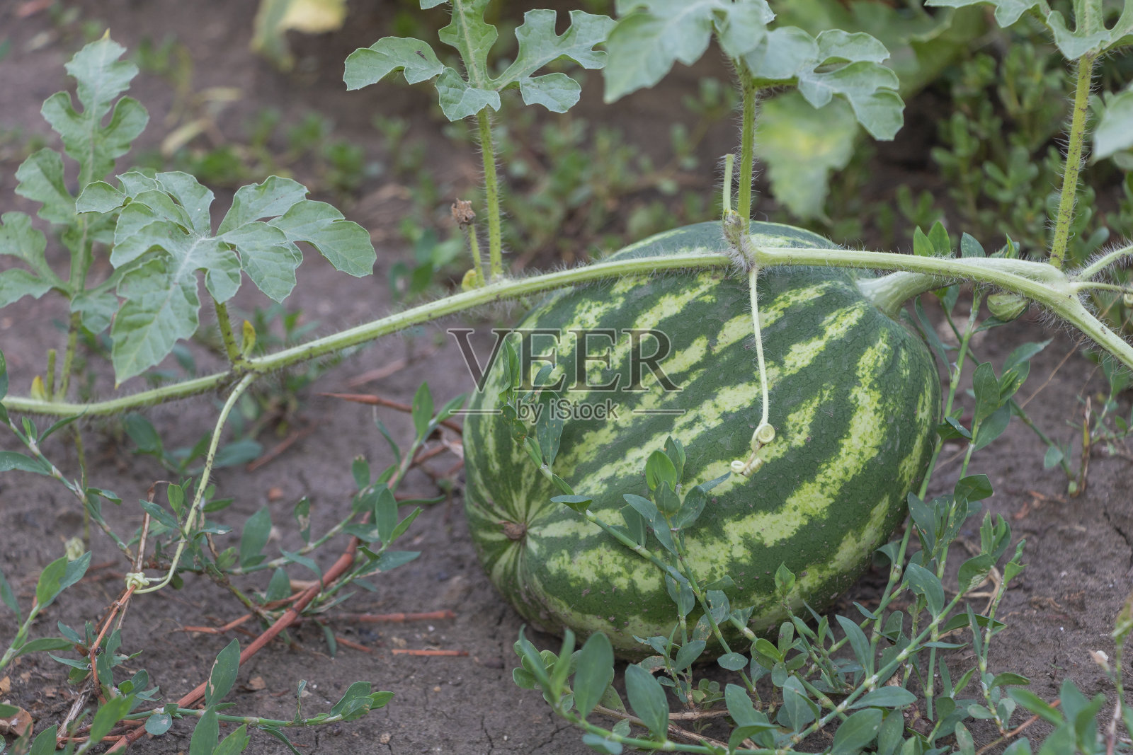 一个生长在花园里的西瓜，在泥土的背景下，它的绿色和白色条纹清晰可见照片摄影图片