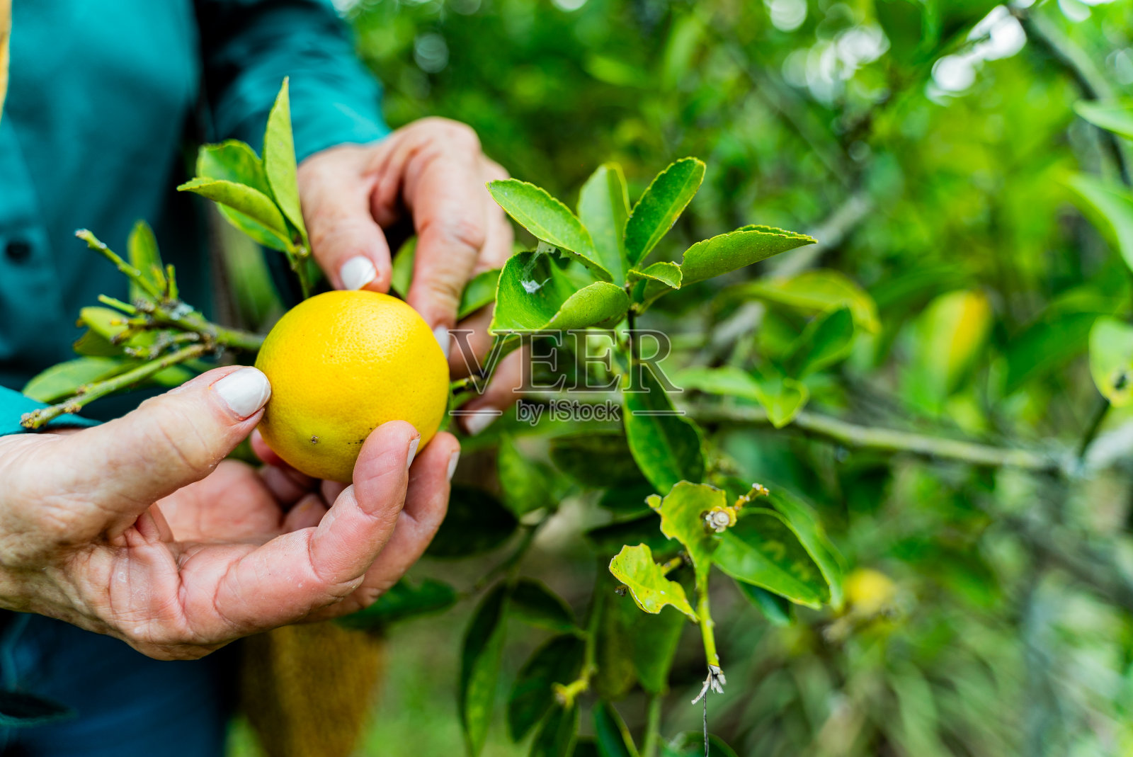 一个女人在户外收获柠檬的特写照片摄影图片