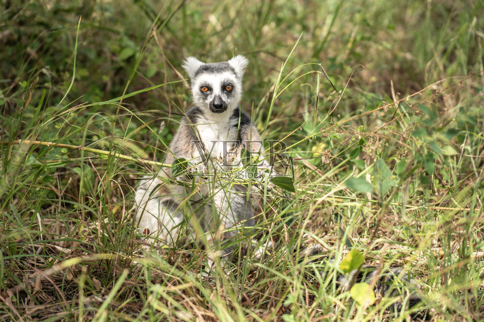 安雅社区保护区国家公园里的一只环尾狐猴照片摄影图片