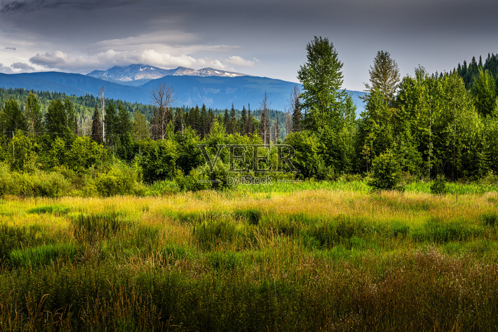 加拿大不列颠哥伦比亚省的草原照片摄影图片