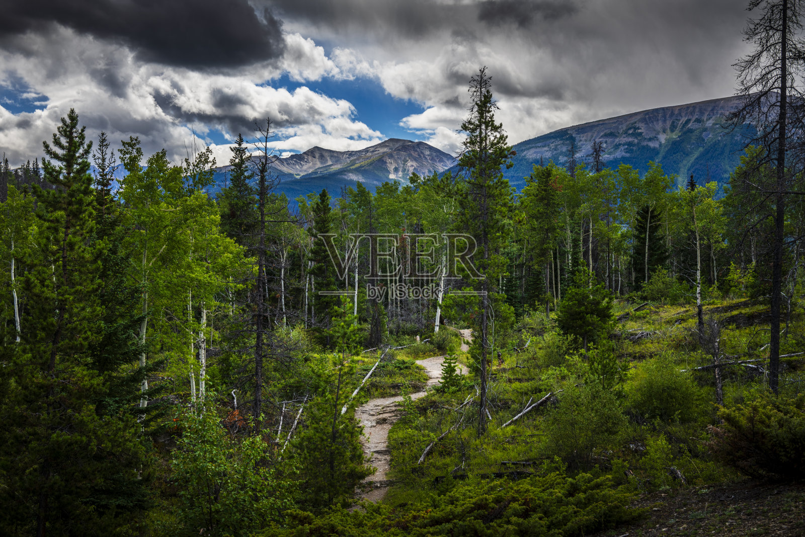 加拿大阿尔伯塔省森林里蜿蜒的小径照片摄影图片