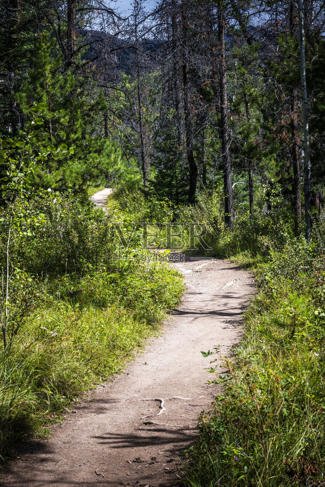 加拿大阿尔伯塔省森林里蜿蜒的小径照片摄影图片