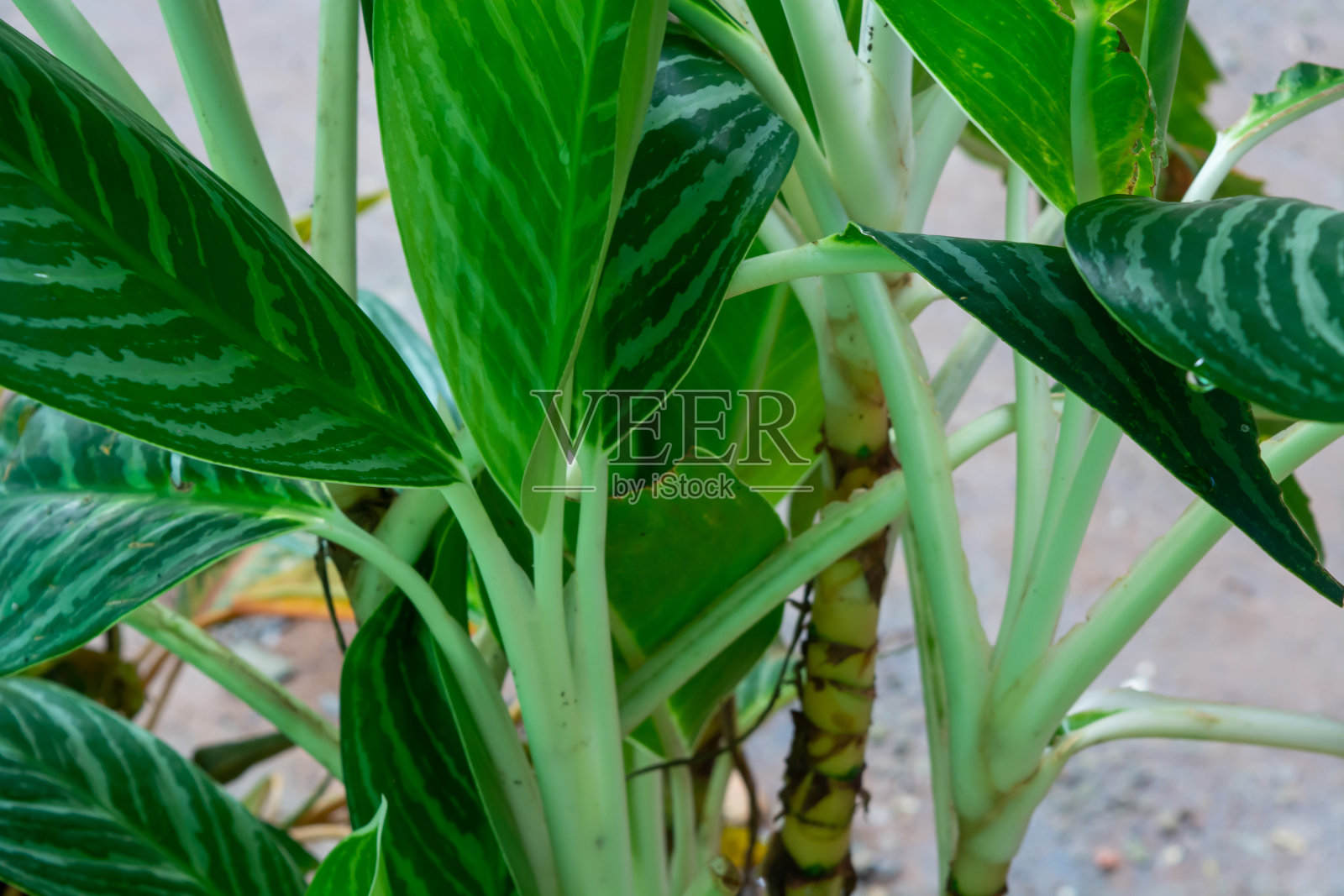 房子周围一片片小植物照片摄影图片