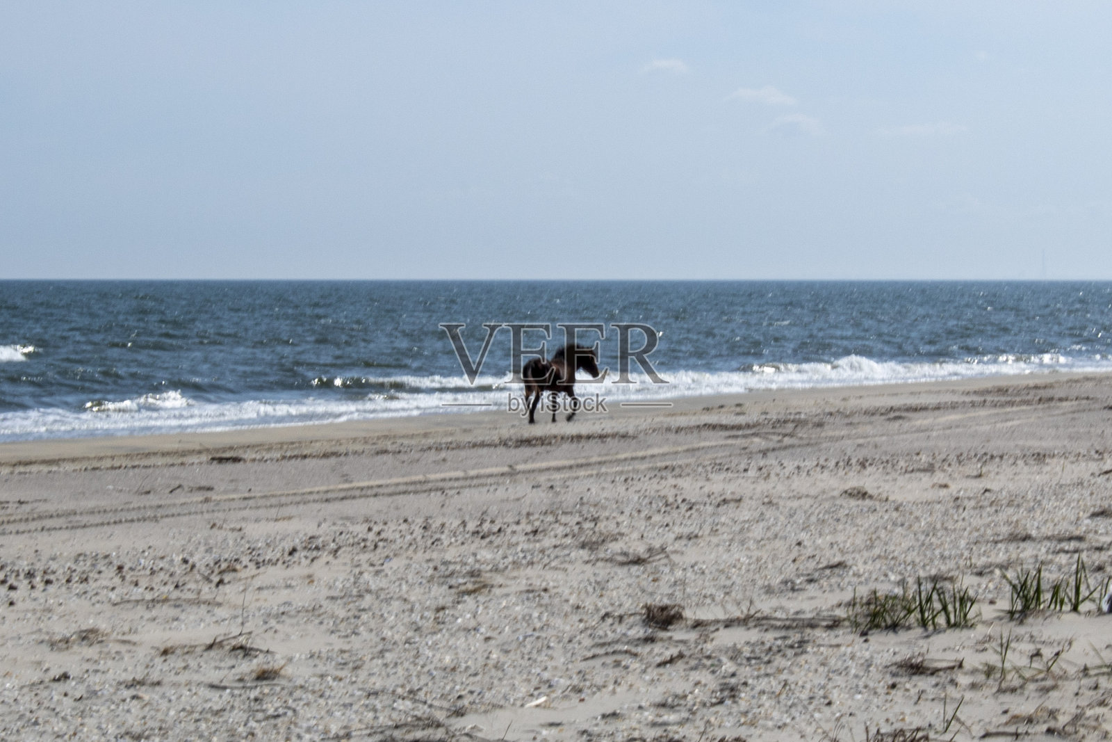 动物,自然。草，野生动物，Еurope，罗马尼亚照片摄影图片