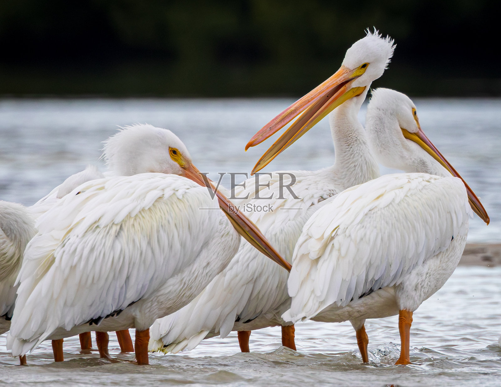 你听说过那条鱼跑掉的故事吗?照片摄影图片