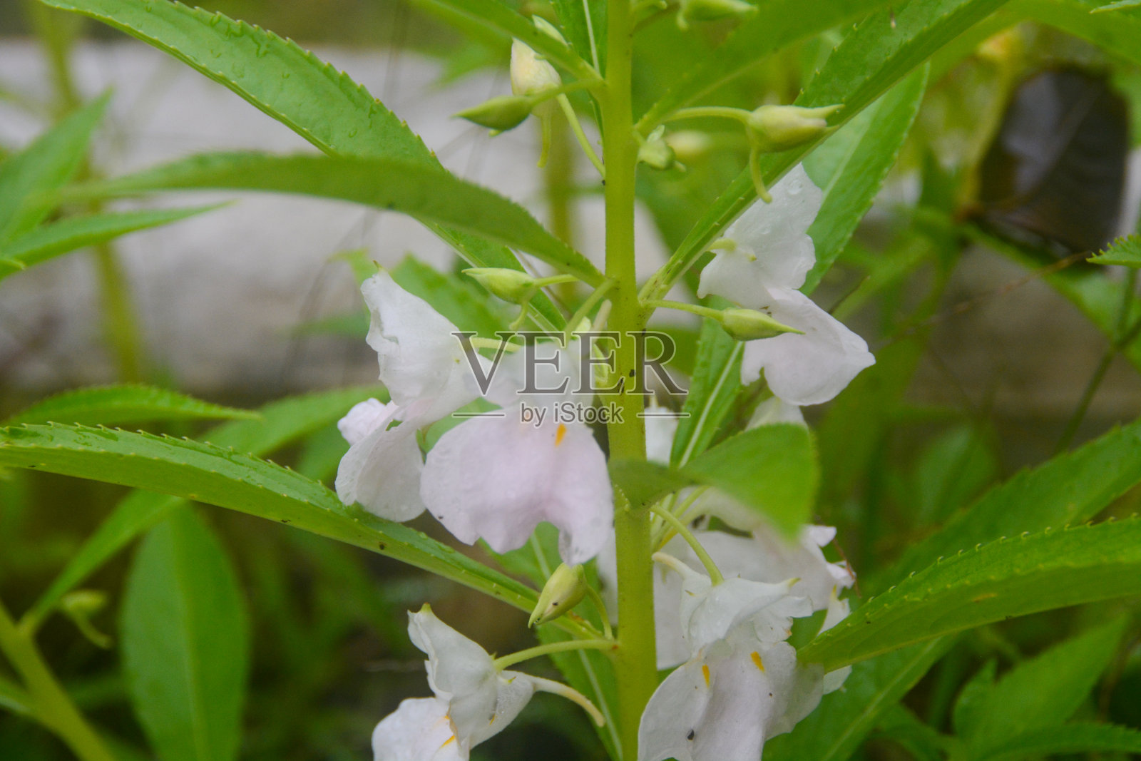 白色指甲花的近景与模糊的背景。没有人。照片摄影图片