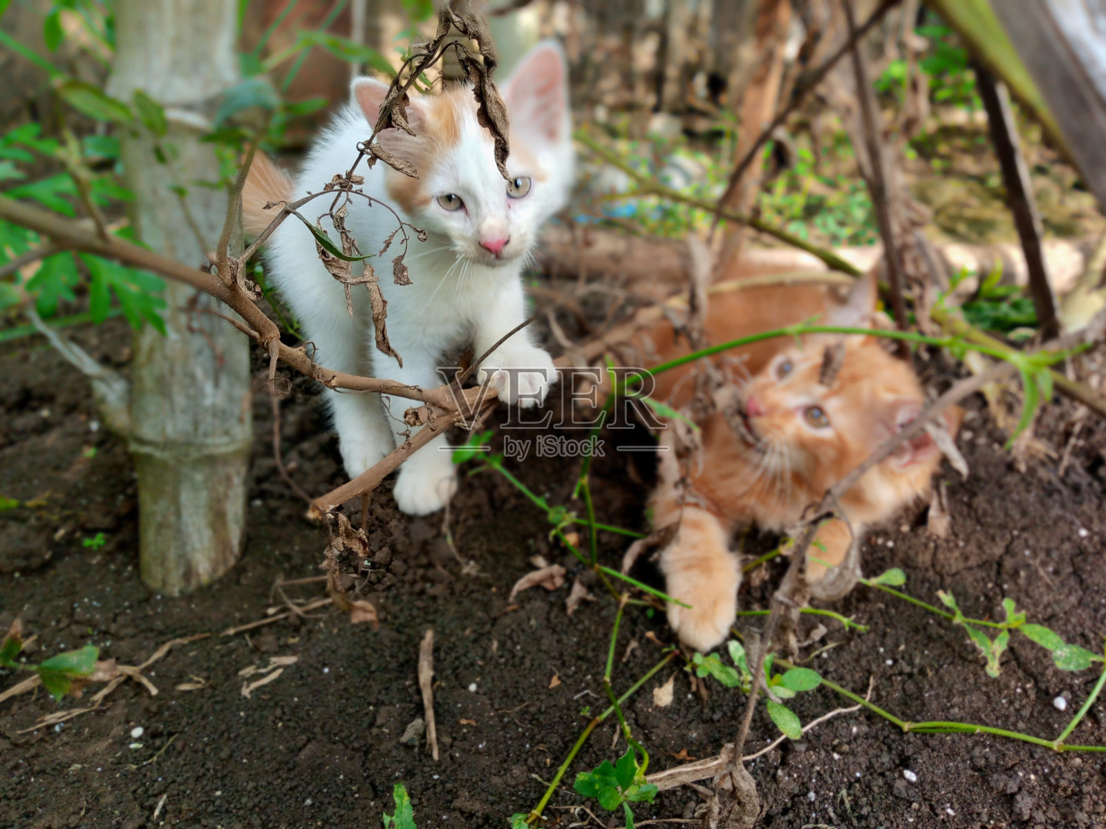 一只小猫在绿色的草坪上。一只小猫正坐在绿色的草坪上。复制空间，侧视图照片摄影图片