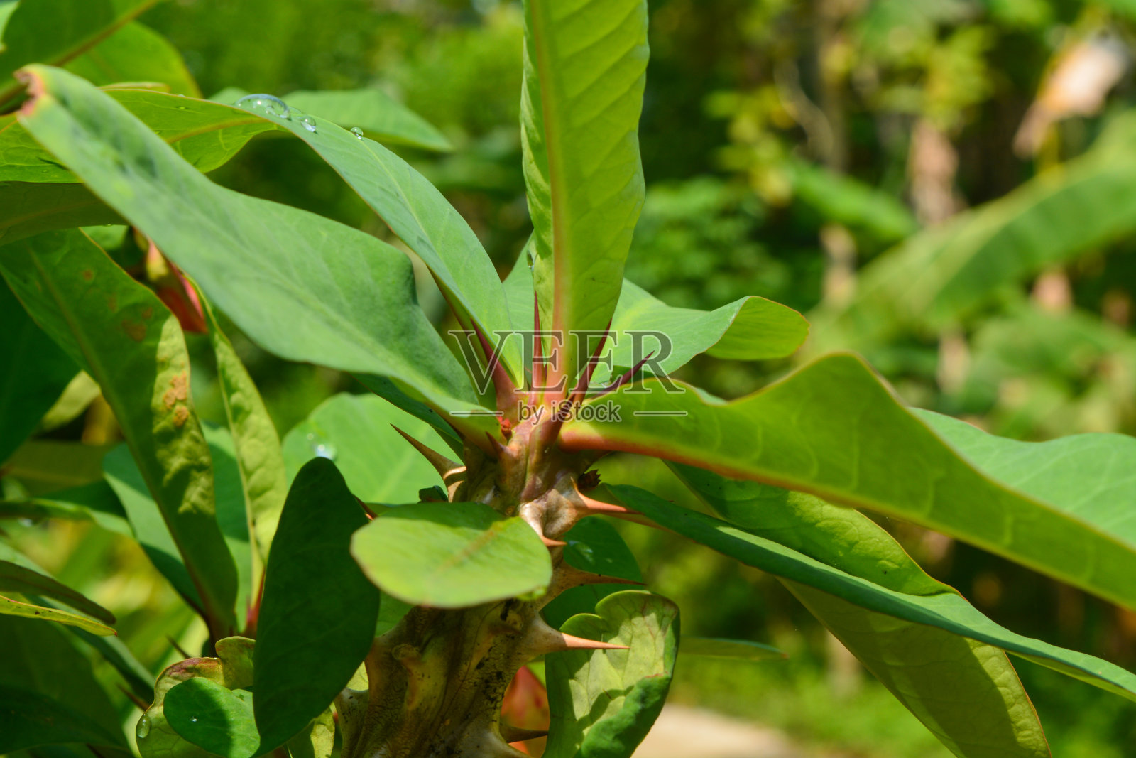 刚下过雨的植物会在树枝、叶子和花朵上留下水分。水交替滴落，直到滴落殆尽。照片摄影图片