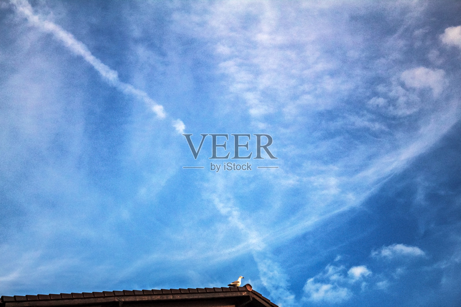 动物,自然。草，野生动物，Еurope，罗马尼亚照片摄影图片