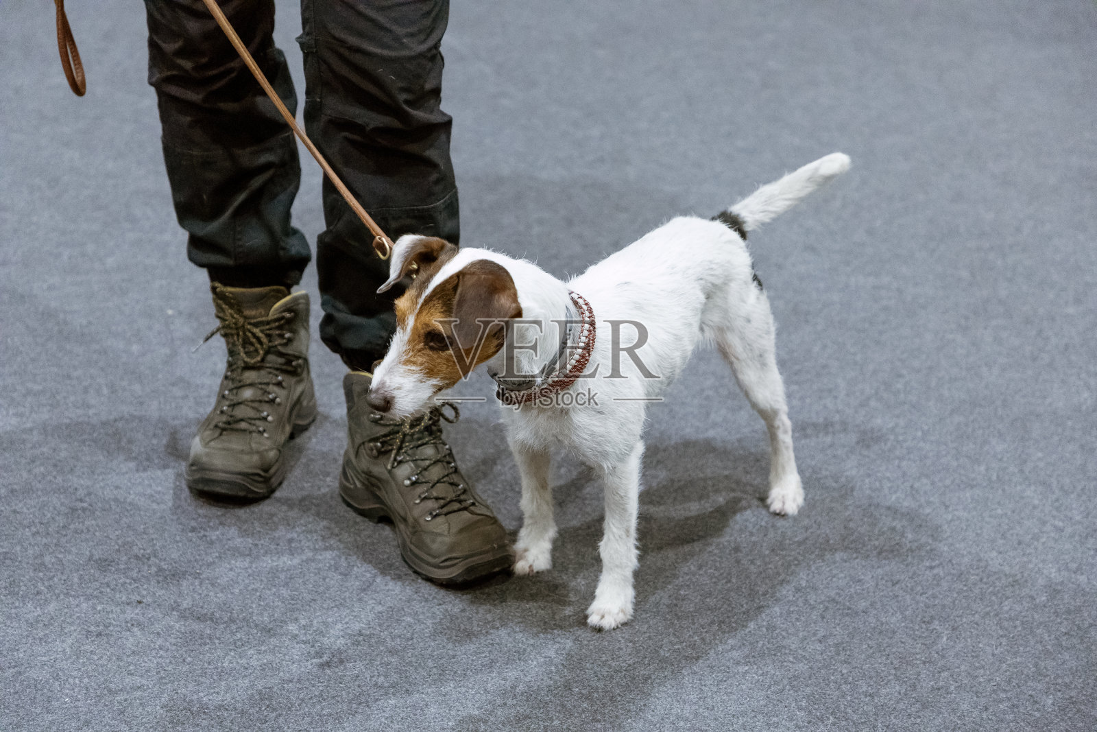 杰克罗素梗和女人照片摄影图片