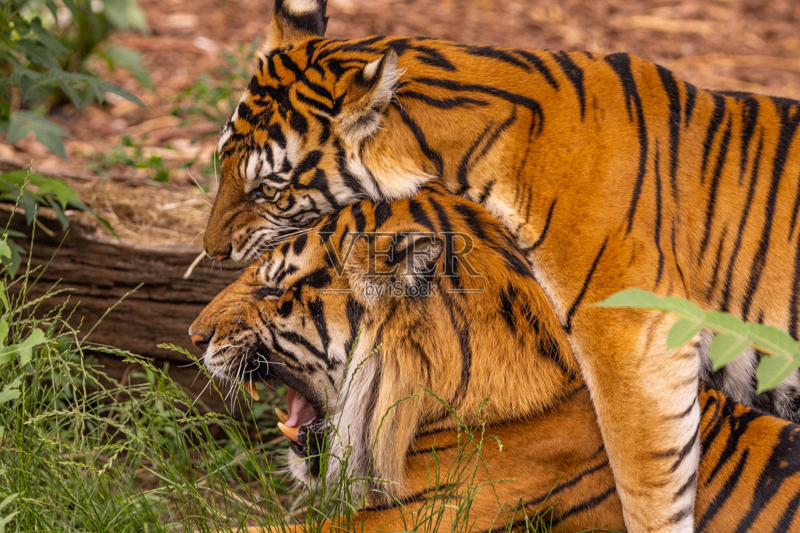 小老虎正在和他的妈妈玩耍，苏门答腊虎Panthera tigris照片摄影图片