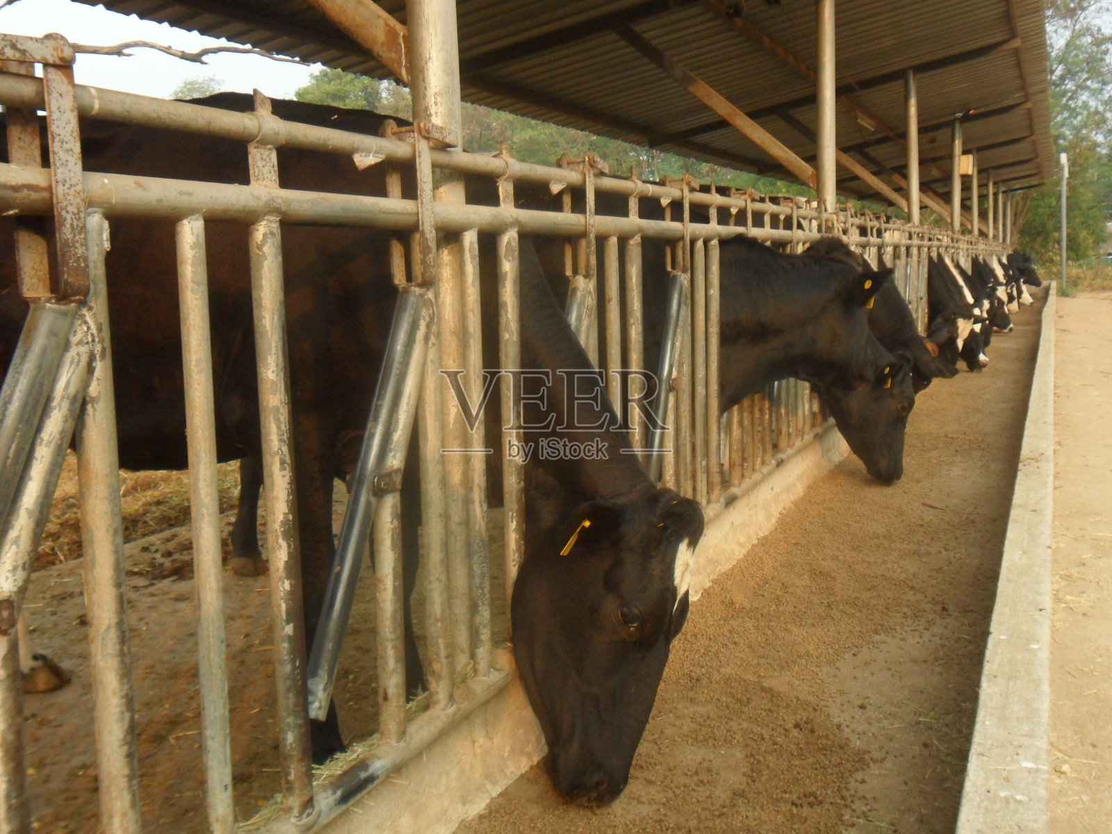 养殖奶牛照片摄影图片