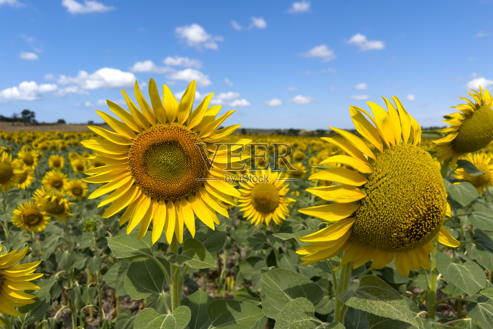 向日葵照片摄影图片