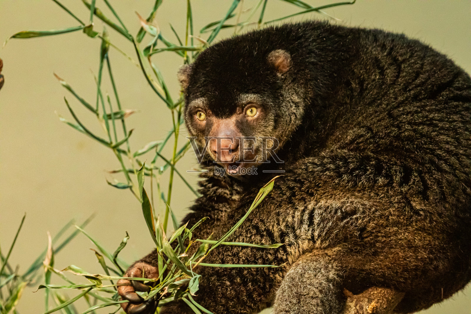 可爱的野生熊cuscus aulirops熊树对蓝色背景。照片摄影图片