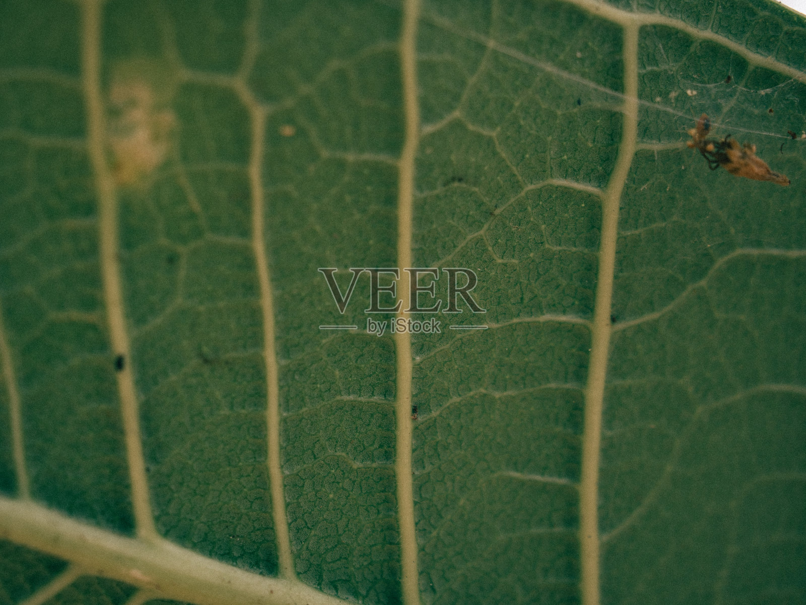 树叶特写照片摄影图片