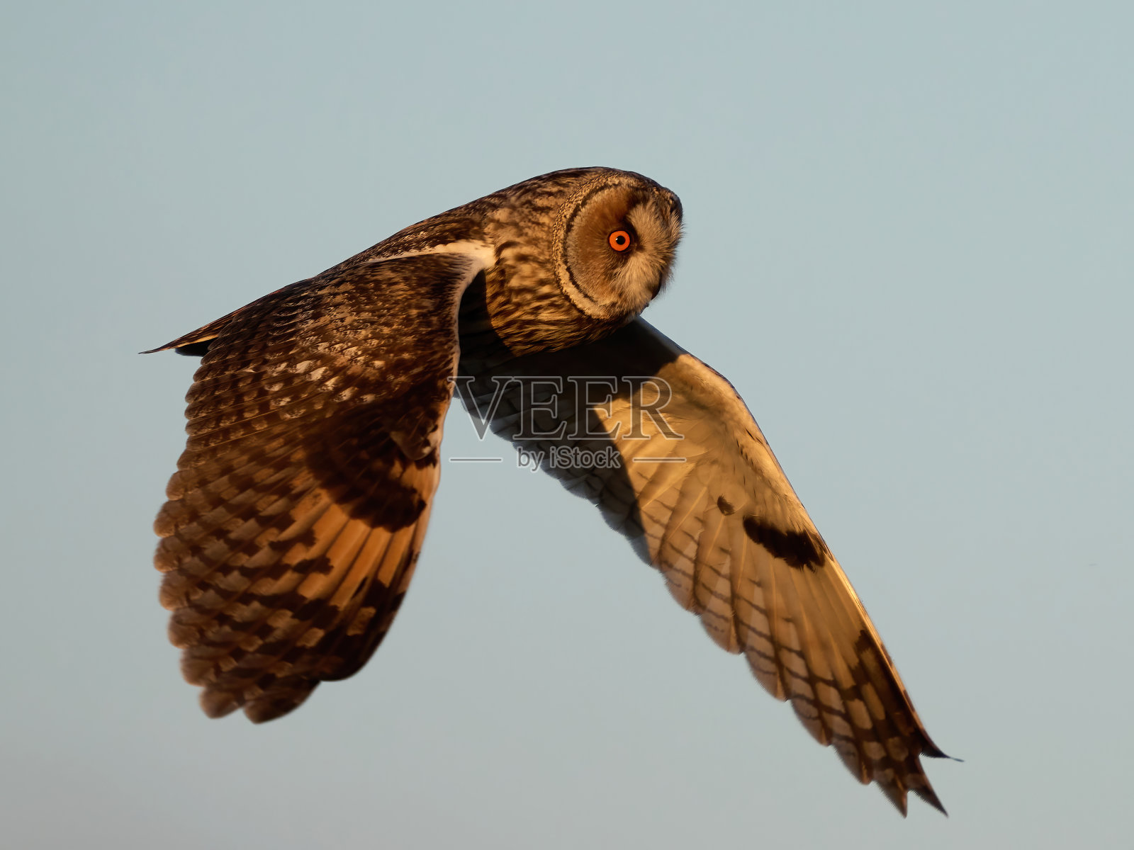 长耳猫头鹰(Asio otus)照片摄影图片