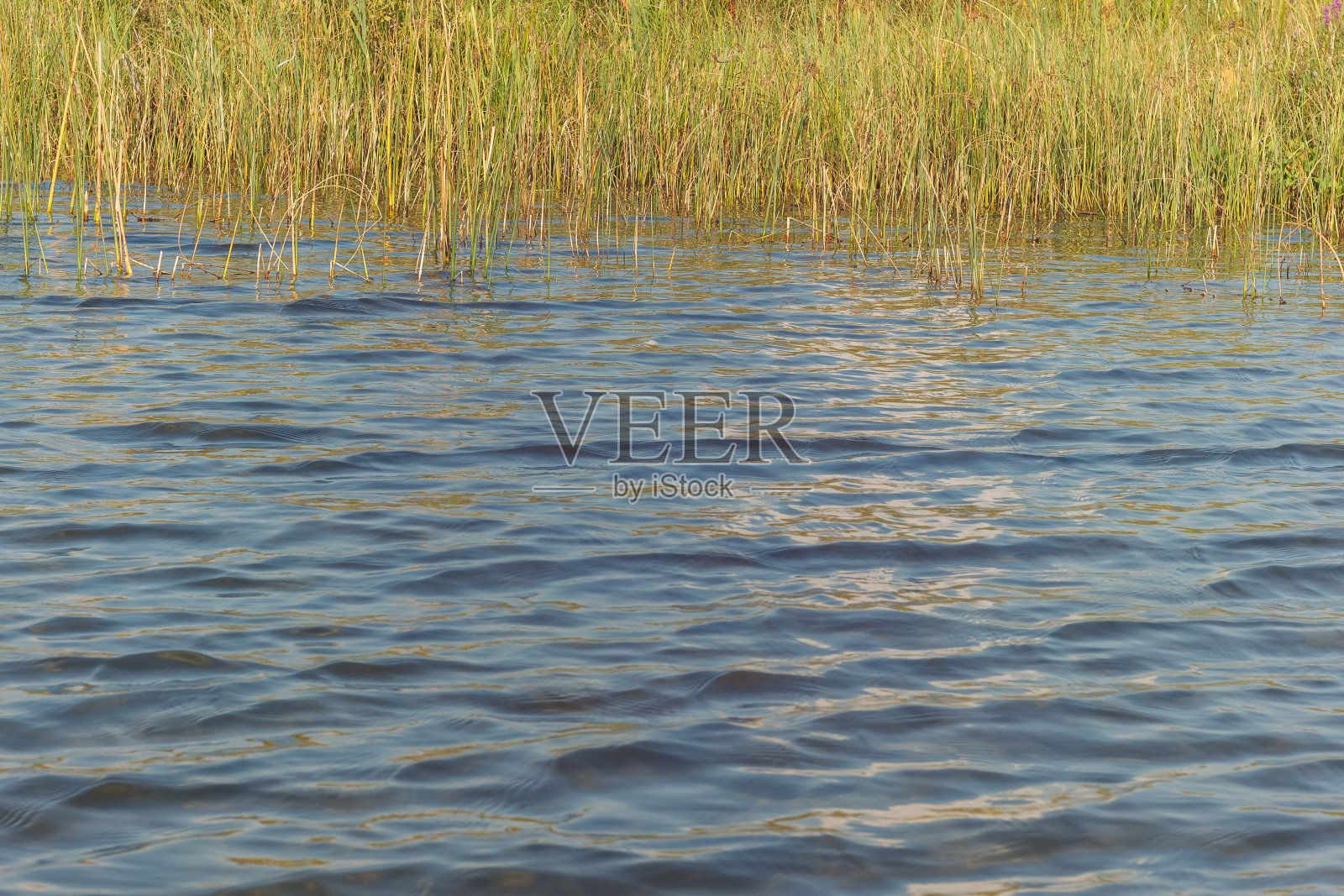 湖中的芦苇。照片摄影图片