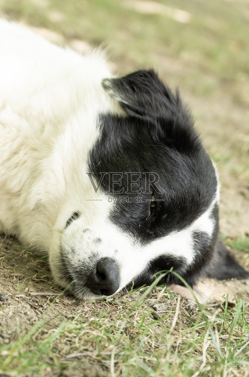 狗休息照片摄影图片