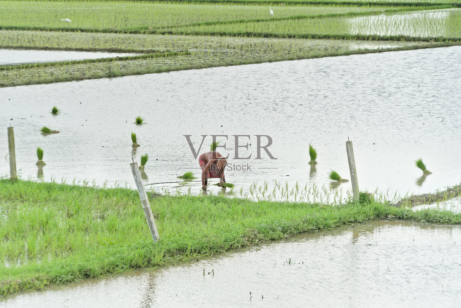 一位印度农村老年男性农民在印度潮湿的农田上忙着种植水稻照片摄影图片