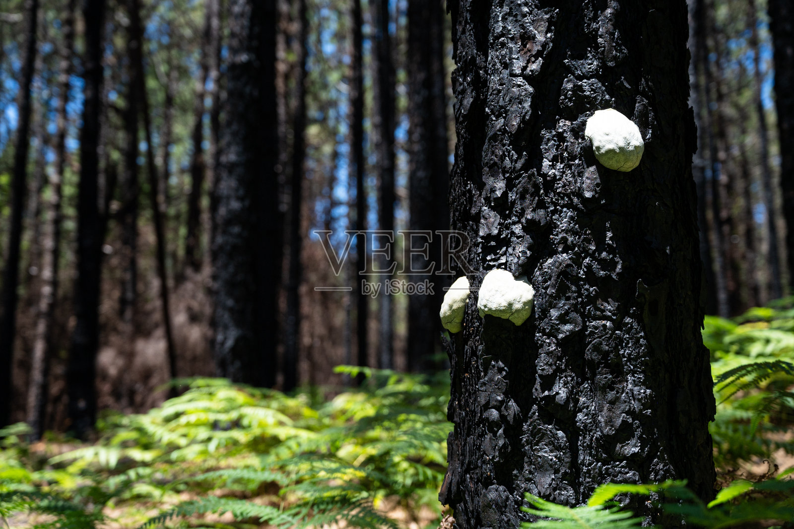 一棵树上有三个白色的蘑菇。照片摄影图片