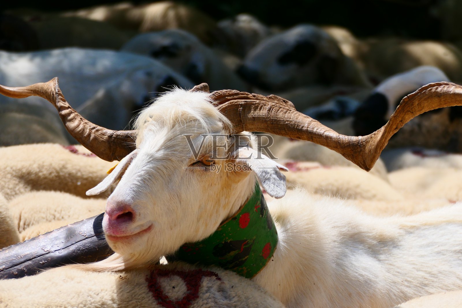 Transhumance，领导者，Boi valley，加泰罗尼亚照片摄影图片