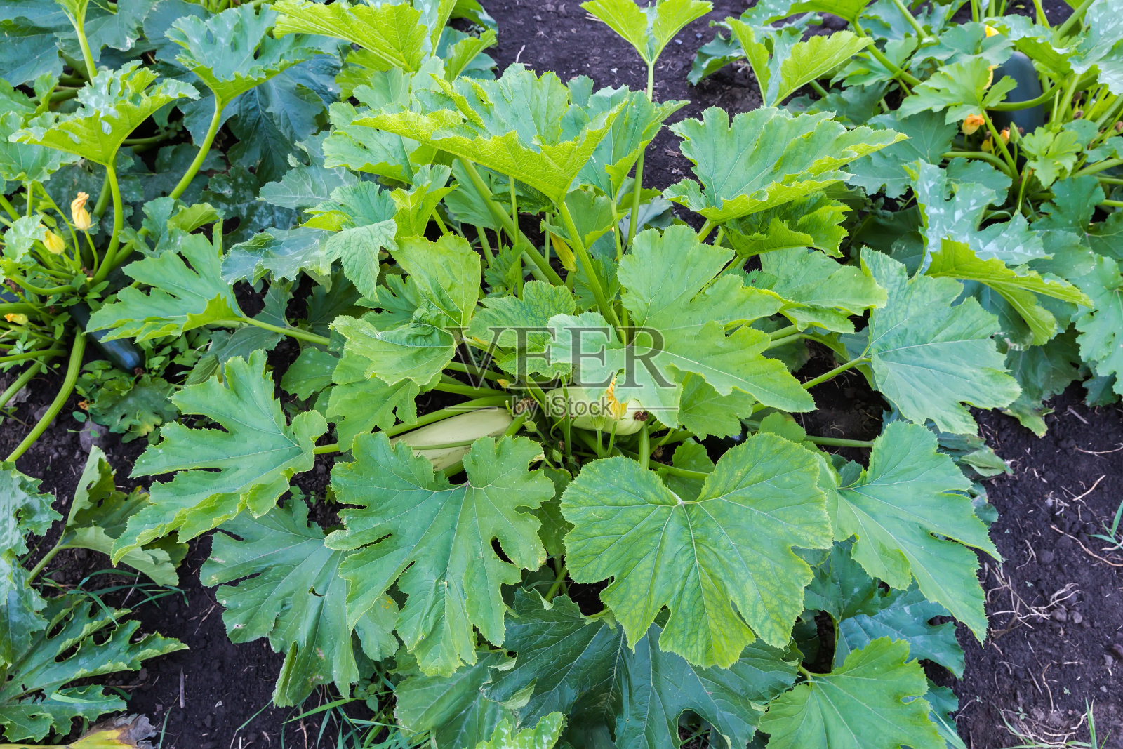 菜骨髓丛与花和白色的果实在田野照片摄影图片