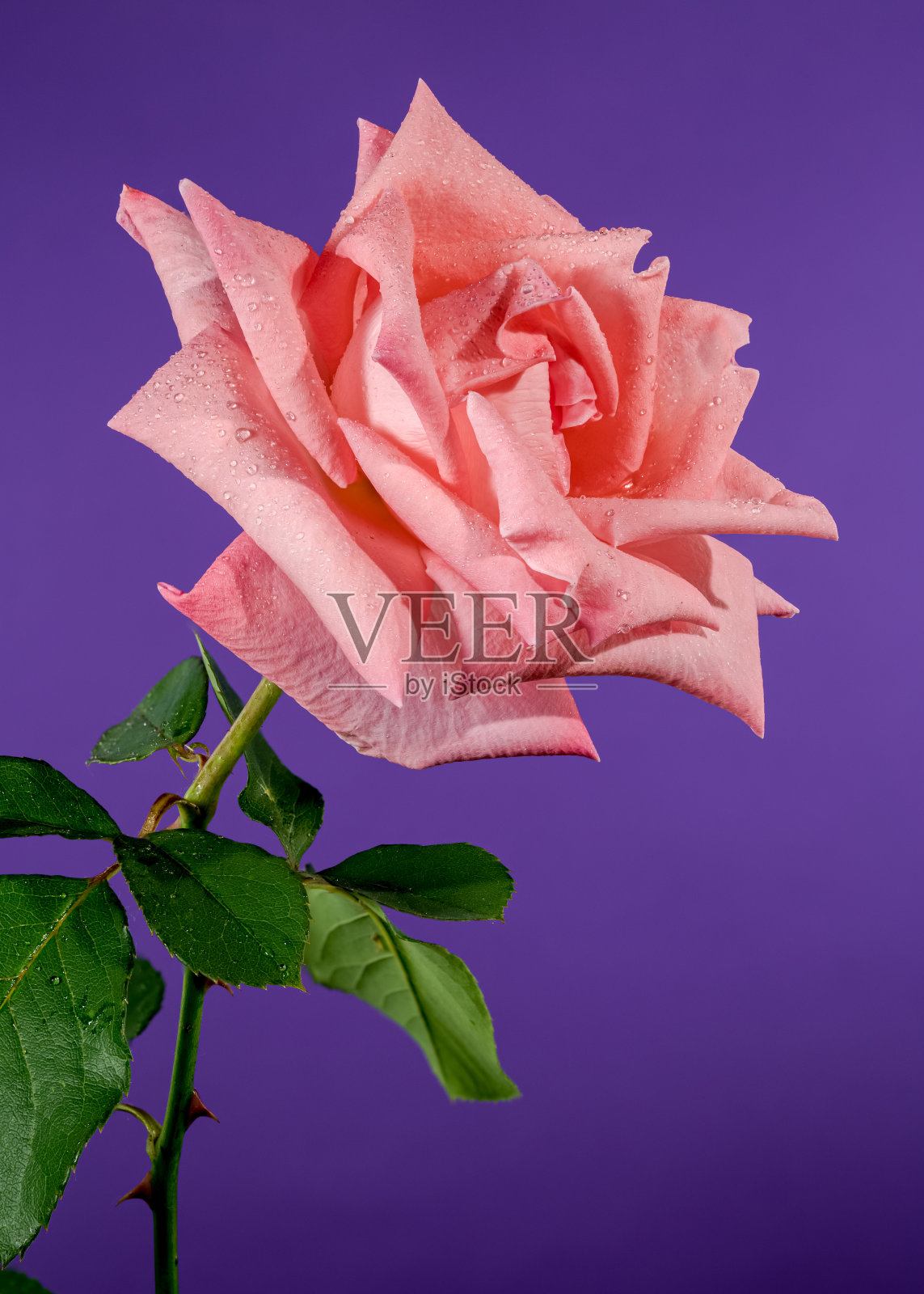 珊瑚粉色法国玫瑰，紫色背景照片摄影图片