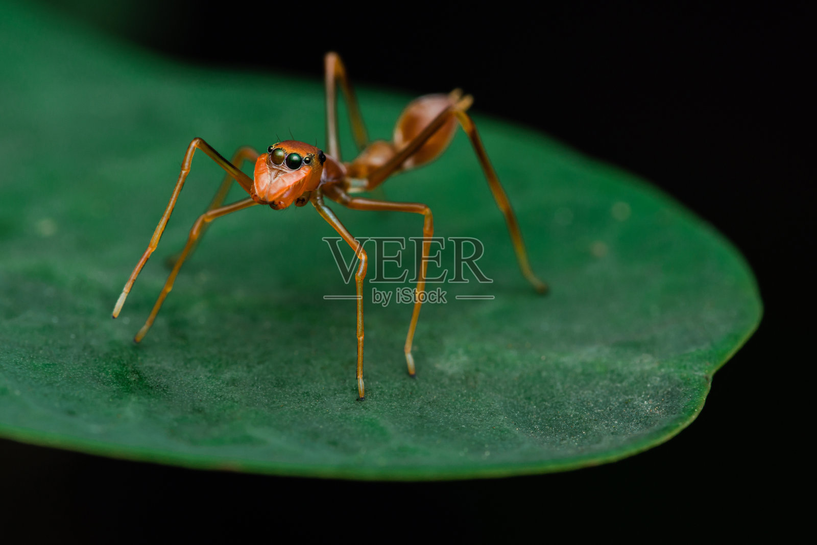 绿叶上的红织蚁模仿跳蛛。照片摄影图片