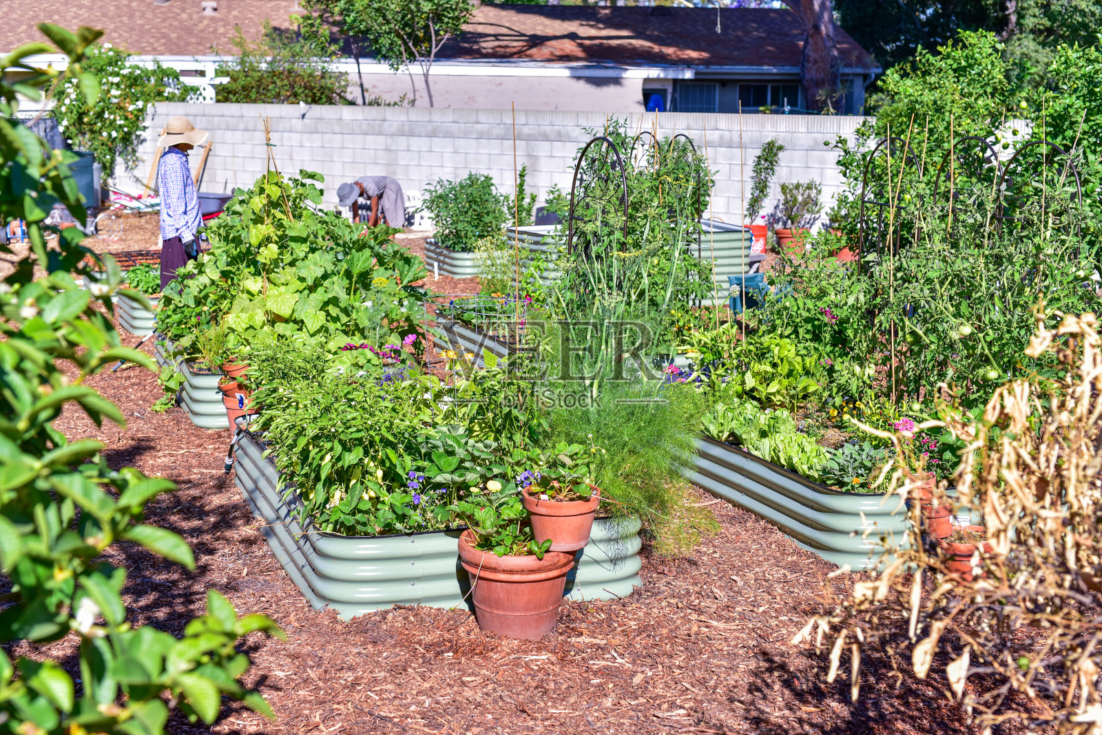 宅基地和后院花园照片摄影图片