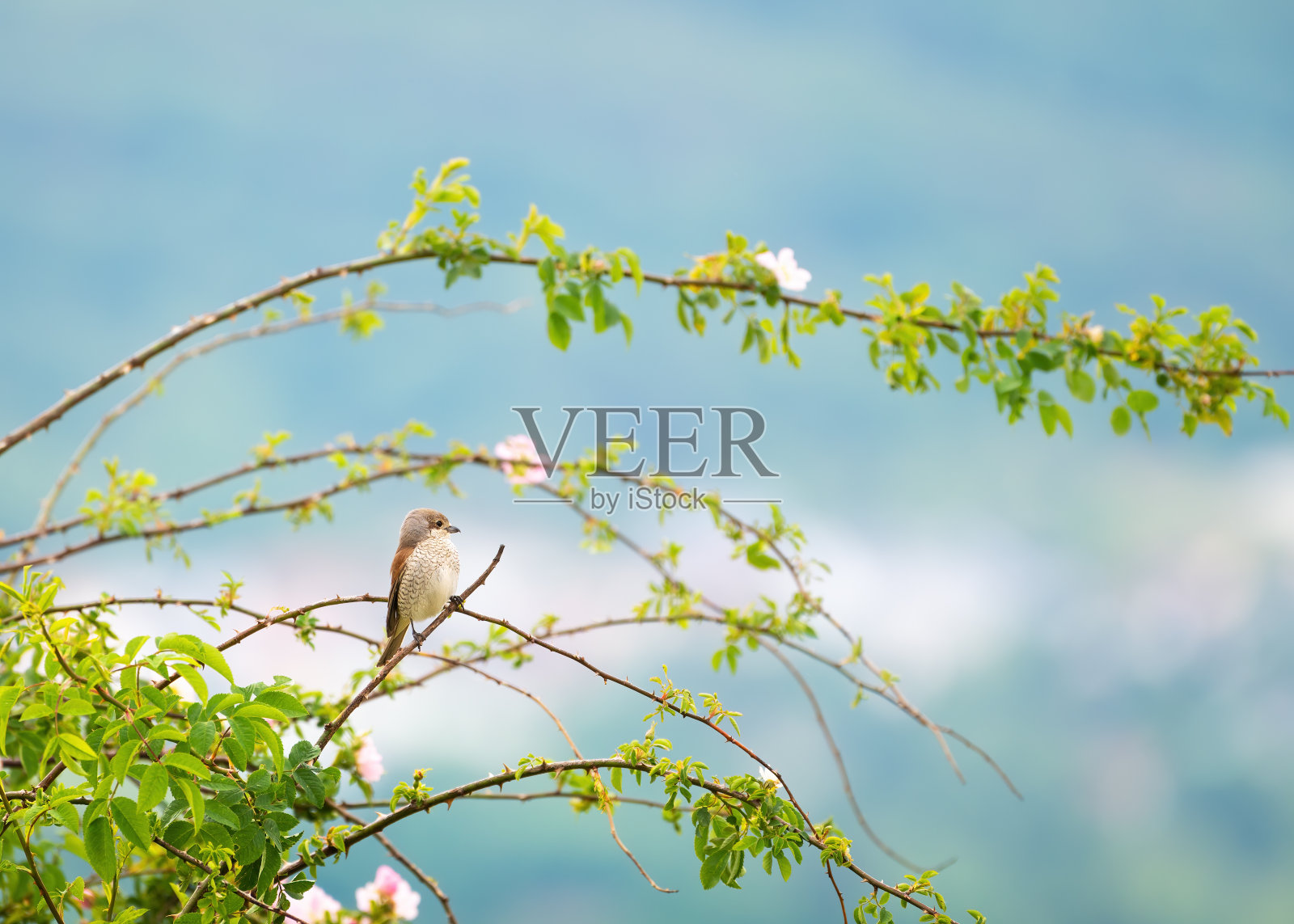 灌木丛中的雌性红背伯劳鸟照片摄影图片