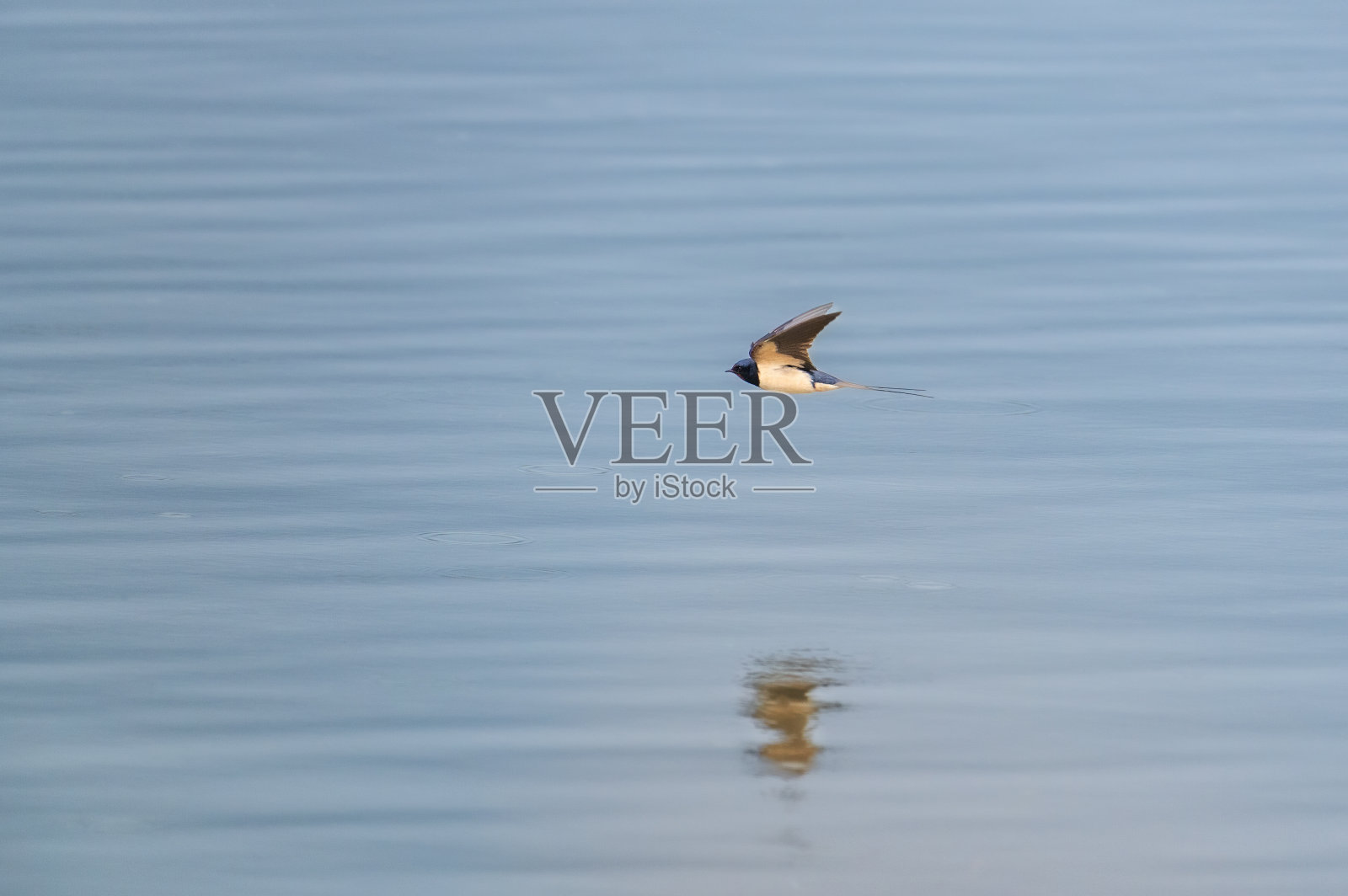 一只小燕子飞过湖面照片摄影图片